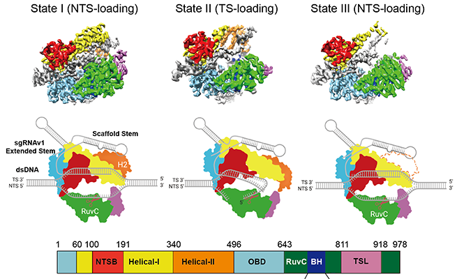 Jun-Jie Gogo Liu group and Jennifer Doudna group develop a highly efficient mini-CRISPR gene editing tool